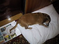 Doma.2004